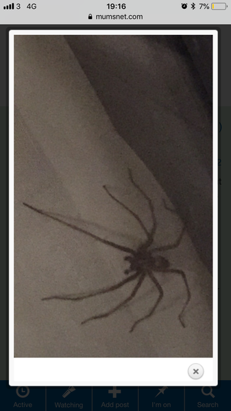 To say this is the biggest spider in the world WARNING spiders TRIGGER spiders