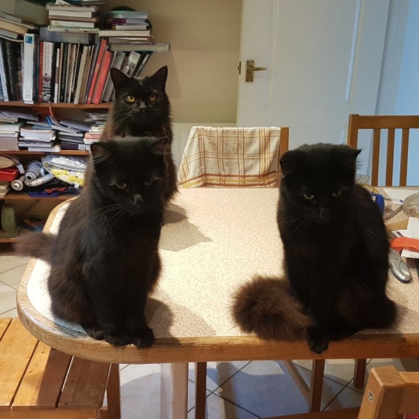 National Black Cat Day!