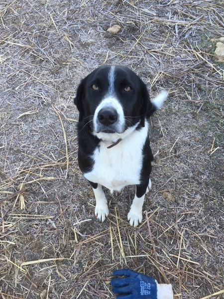 Who fancies sharing pics of their dogs?