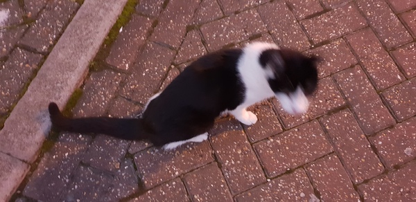 Skin and bones stray what can I do?