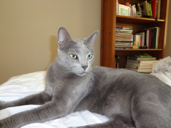 Is she a Russian Blue or have I been ripped off?