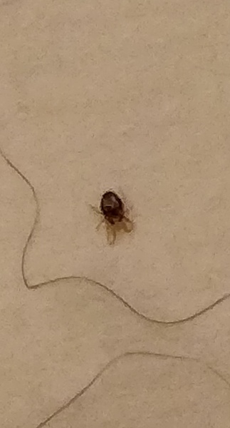 Cat just come home covered in what I think are mites