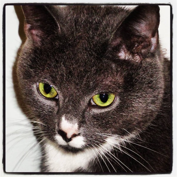 Grey cat appreciation thread.