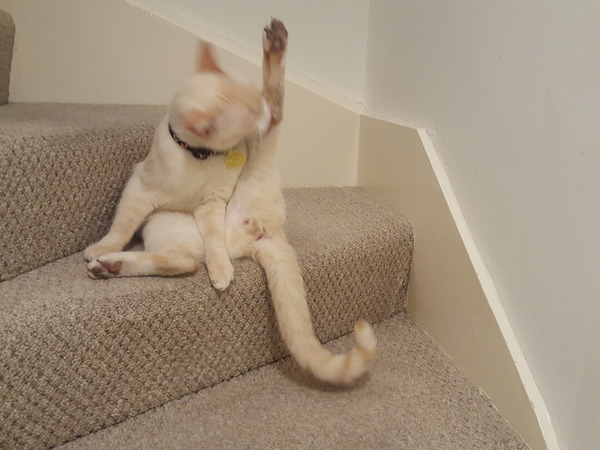 Look at this fine figure of a cat!