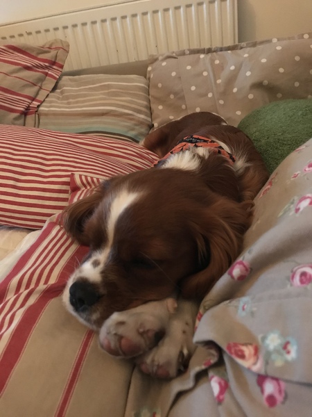 CANCER SUPPORT THREAD 65 - for anyone with cancer or waiting for cancer tests (pets welcome!)