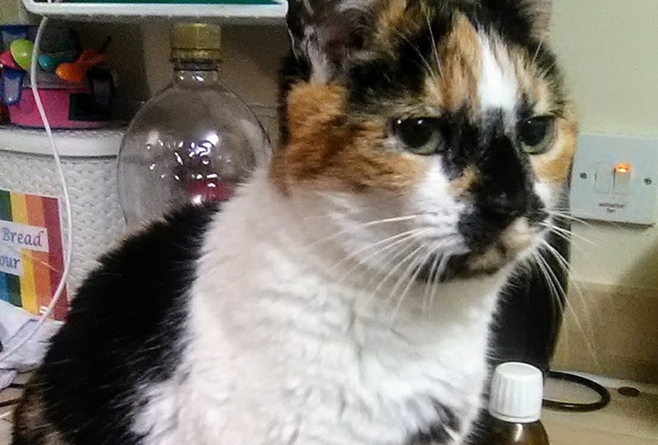 Anybody else living with an elderly adorable pita cat?