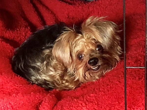 Who fancies sharing pics of their dogs?