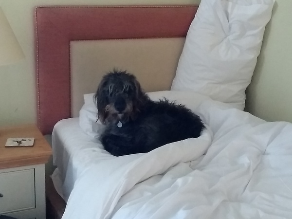 To wonder why anyone would buy a puppy through gumtree or the like?