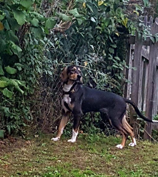 Doggy DNA/ Any guesses? UPDATE: The results are in! **Title edited by MNHQ**