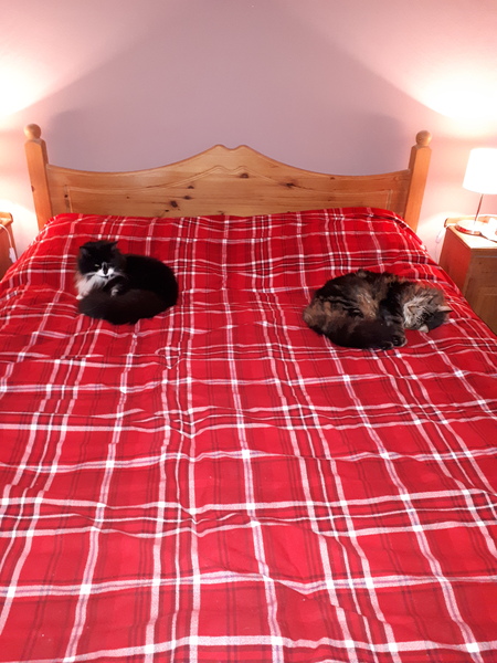 Do you think tartan bedding is hideous or cosy?