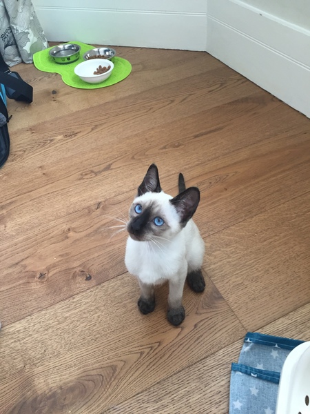 How different are Siamese?