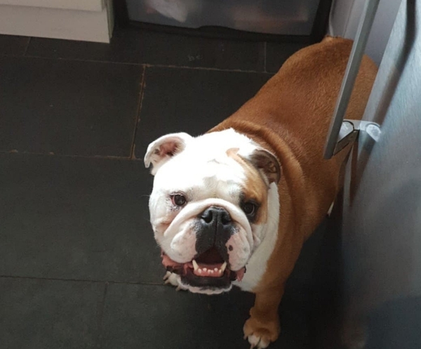 Who fancies sharing pics of their dogs?