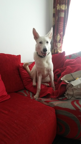 Who fancies sharing pics of their dogs?