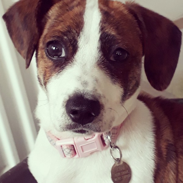 Tell me about your doggies! Quiz!