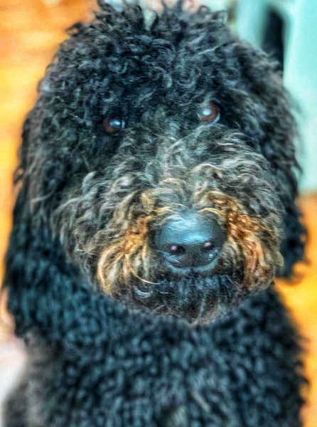 Can you help me name this gorgeous dog.