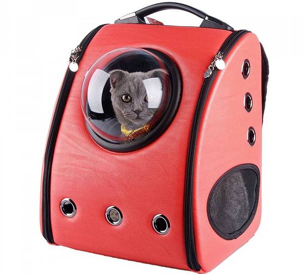 How to take kittens to the vet?
