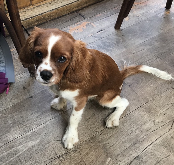 Doggie daycare in kennels. 6mo puppy?