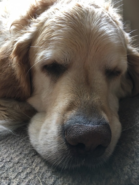 Who fancies sharing pics of their dogs?