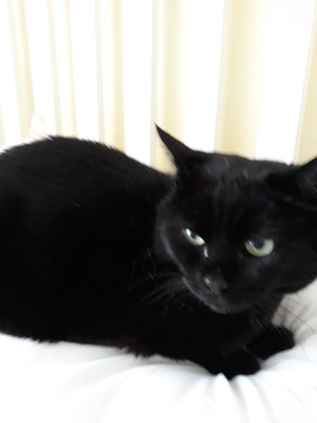 National Black Cat Day!
