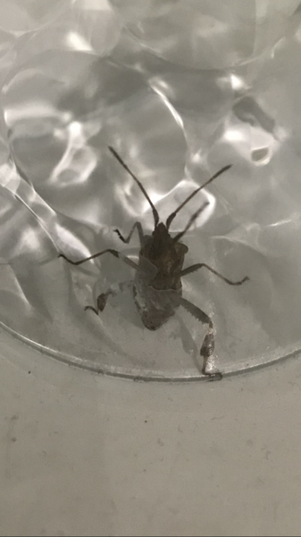 What is this bug? Warning includes picture of bug