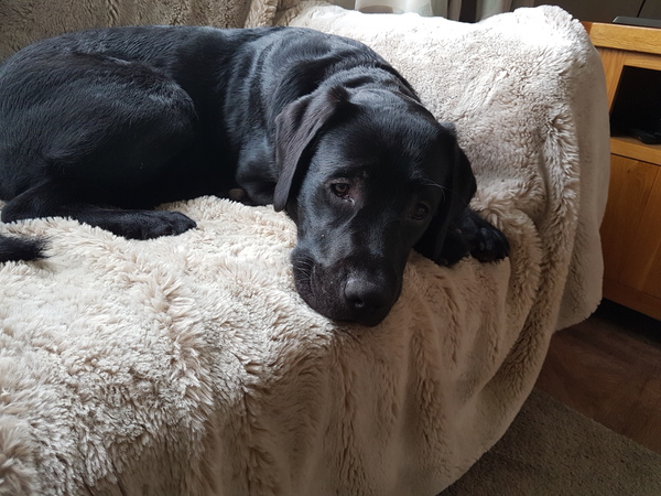 Labrador owners/experts. Please read...