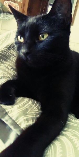 National Black Cat Day!