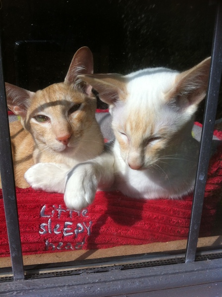 Show me your favourite pictures of your cats
