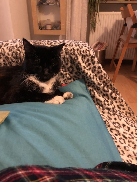 Show me your favourite pictures of your cats