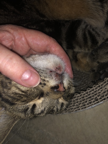 Looks like a cut lip do I need to do anything?