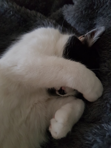 Happy national cat day!