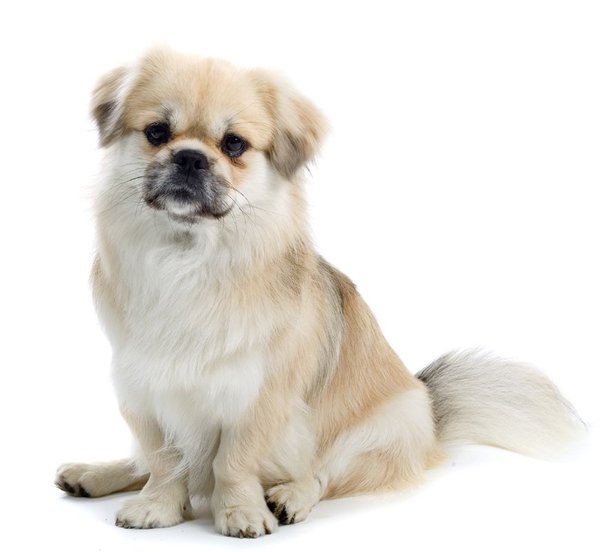 Best breed for OAP?