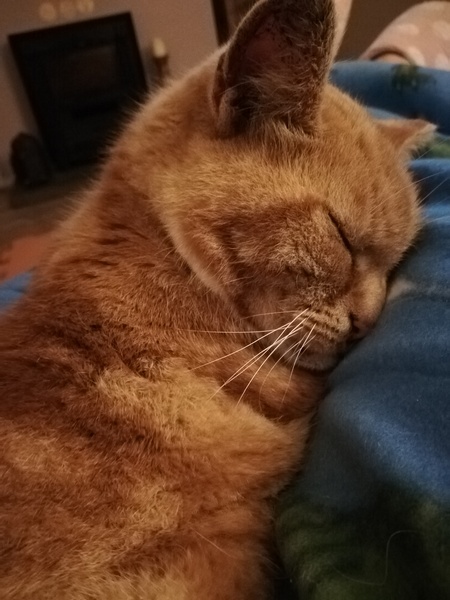 Fin you have a ginger cat, what’s his personality?