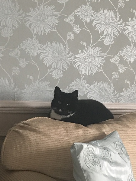Anyone with cats here.