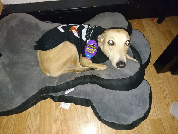 When are you 'doing' Halloween?