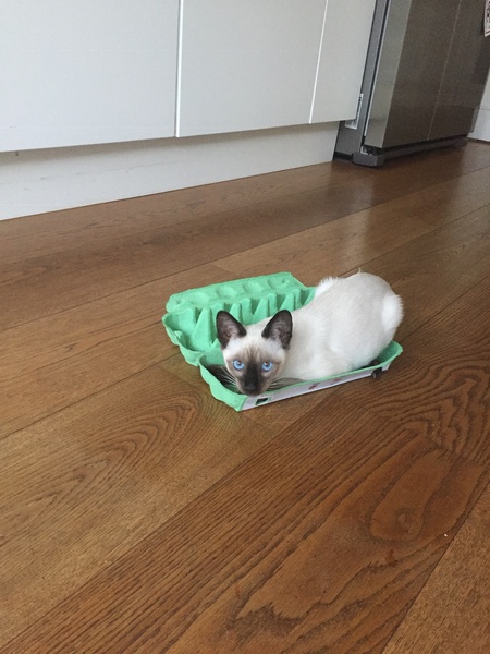 Show me your favourite pictures of your cats