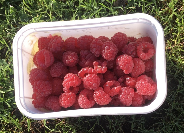 Allotment?Veg Patch Thread 13! Are we weathering the weather?