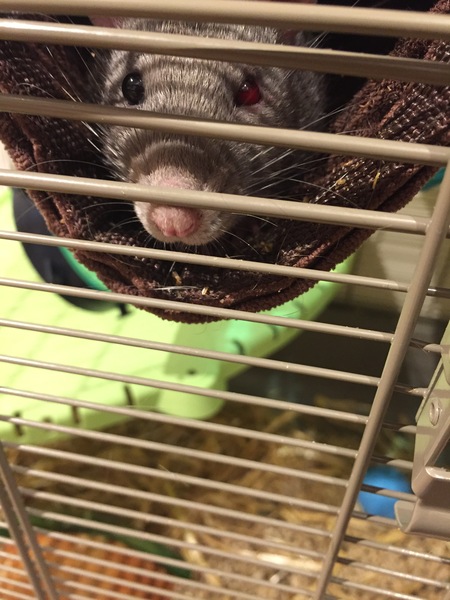 Rat with one red eye