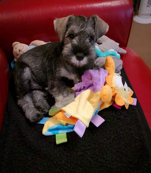 Post your puppy pictures here!