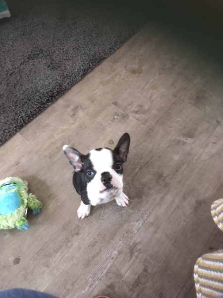 Who fancies sharing pics of their dogs?