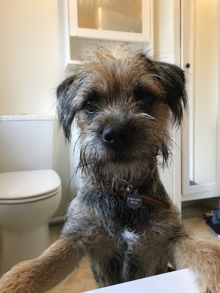 Who fancies sharing pics of their dogs?