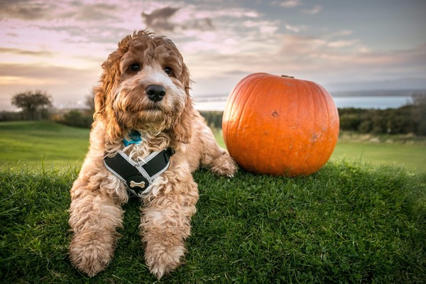 Do we have a pumpkin thread yet?