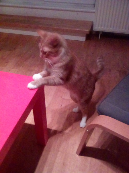 Show me your favourite pictures of your cats