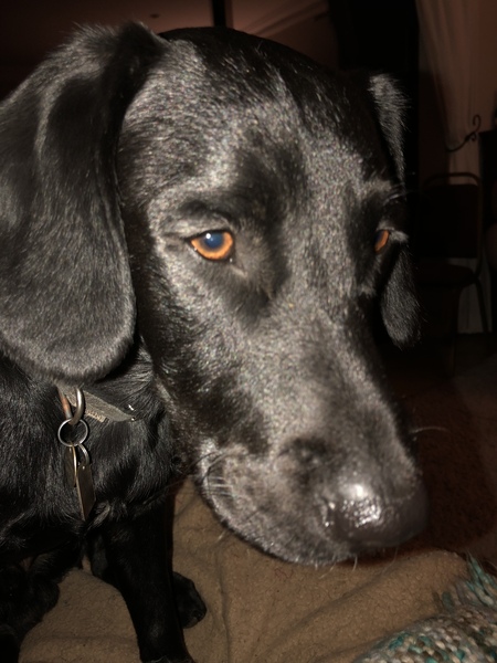 Adolescent Dog Survival thread anyone?