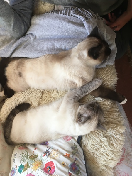 Show me your favourite pictures of your cats