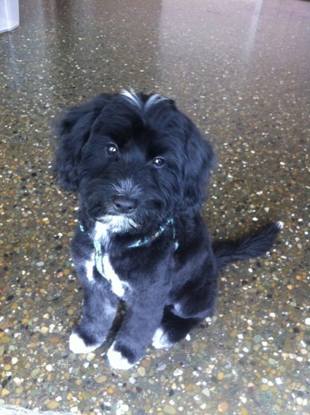 Who fancies sharing pics of their dogs?