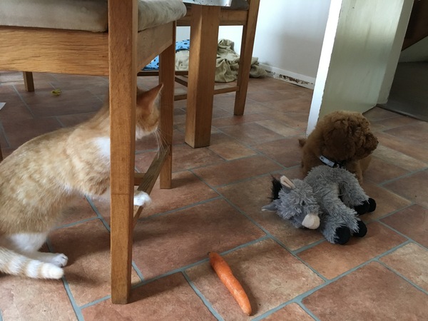 Puppy Survival Thread Part 6