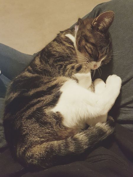 Show me your favourite pictures of your cats