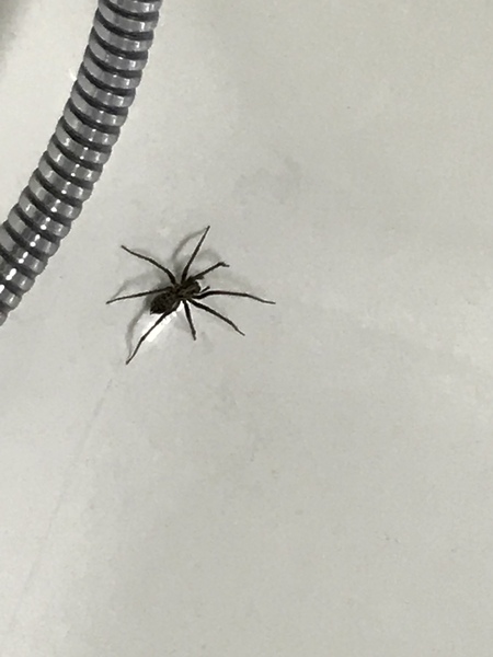 To say this is the biggest spider in the world WARNING spiders TRIGGER spiders