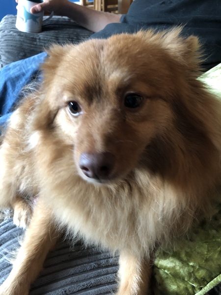 Who fancies sharing pics of their dogs?