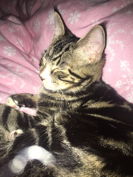 To show you my soft purring puss cat !